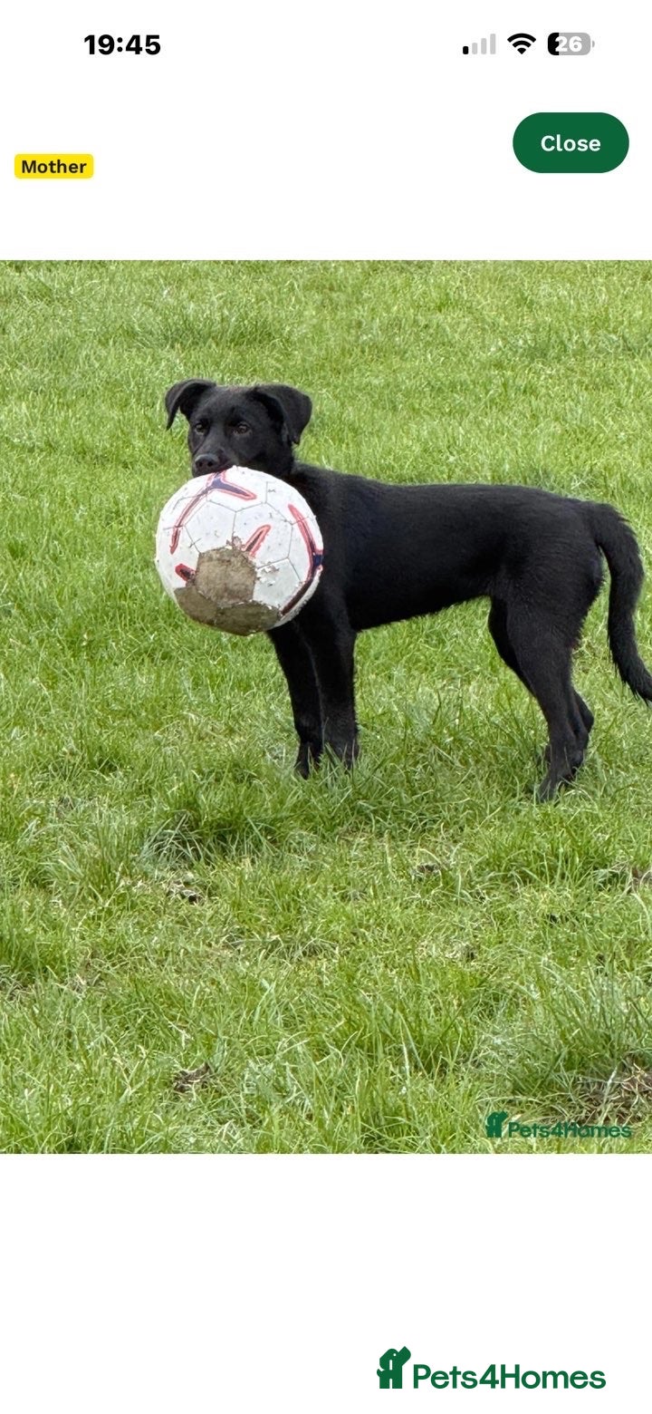 Mixed Breed dogs For sale beautiful girl socks - Advert 1