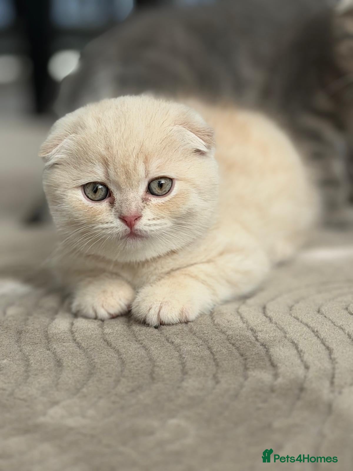Scottish Fold cats Scottish Fold & Straight Kittens – Ready Now - Advert 4