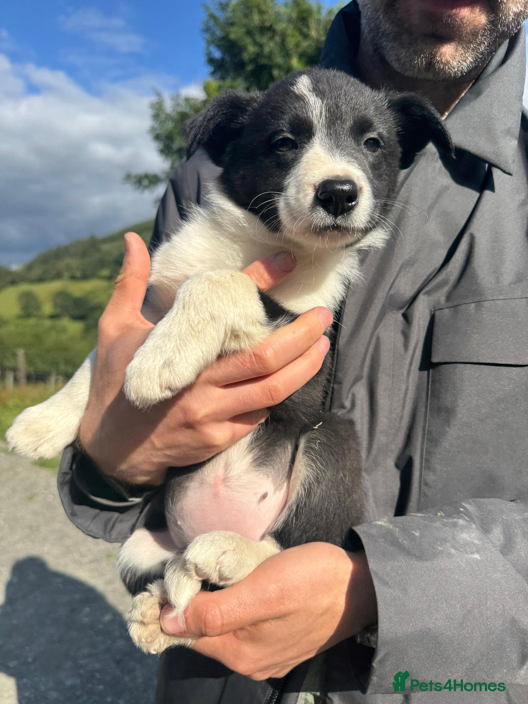 Border Collie dogs for sale: Mid Wales border collie pups  - Image 18