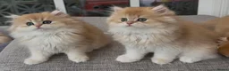British Longhair cats for sale: Golden Longhair Kittens BY12 in Cardiff - Advert 3