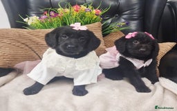 Labradoodle dogs for sale: F1 Labradoodle Puppy's  - Image 6
