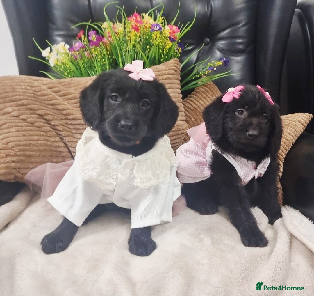 Labradoodle dogs for sale: F1 Labradoodle Puppy's  - Image 6