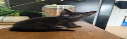 British Shorthair cats for sale: Adorable Kittens Looking for Loving Homes 🐾  - Advert 16