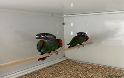 Mixed Breed birds for sale: Hand reared conures and avairy budgies  - Image 19