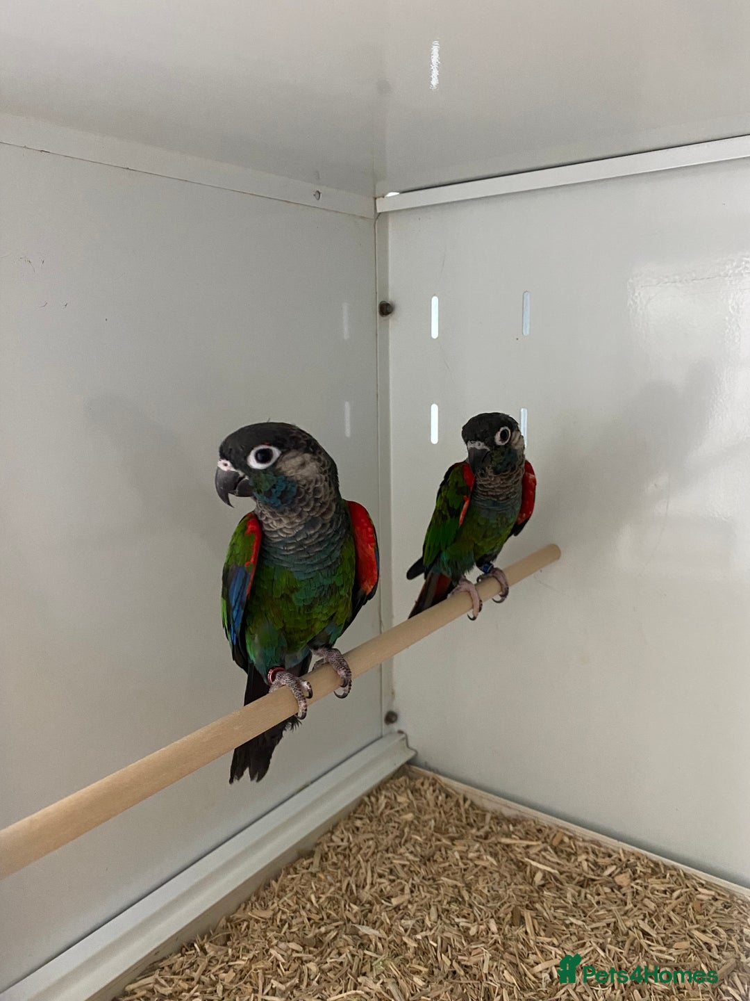 Mixed Breed birds for sale: Hand reared conures and avairy budgies  - Image 19