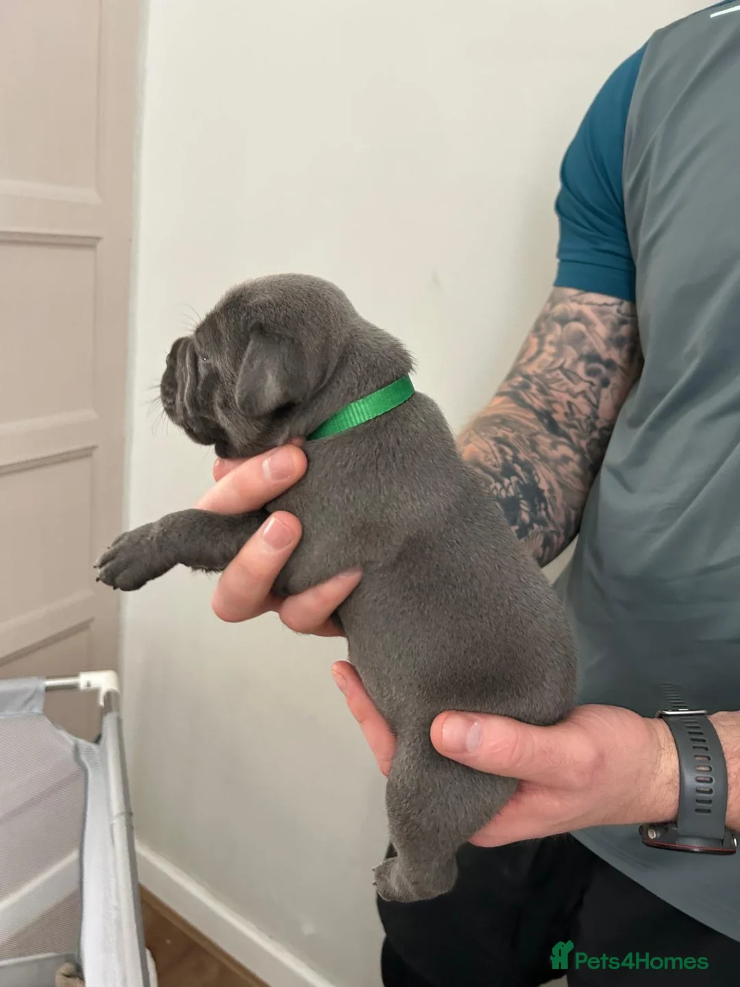 Staffordshire Bull Terrier dogs for sale: Staffordshire bull terrier  dogs blue staffs  - Advert 23