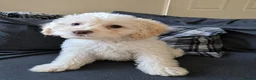 Cockapoo dogs for sale: Last boy F1 Cockapoo full vacs - ready now - Advert 3