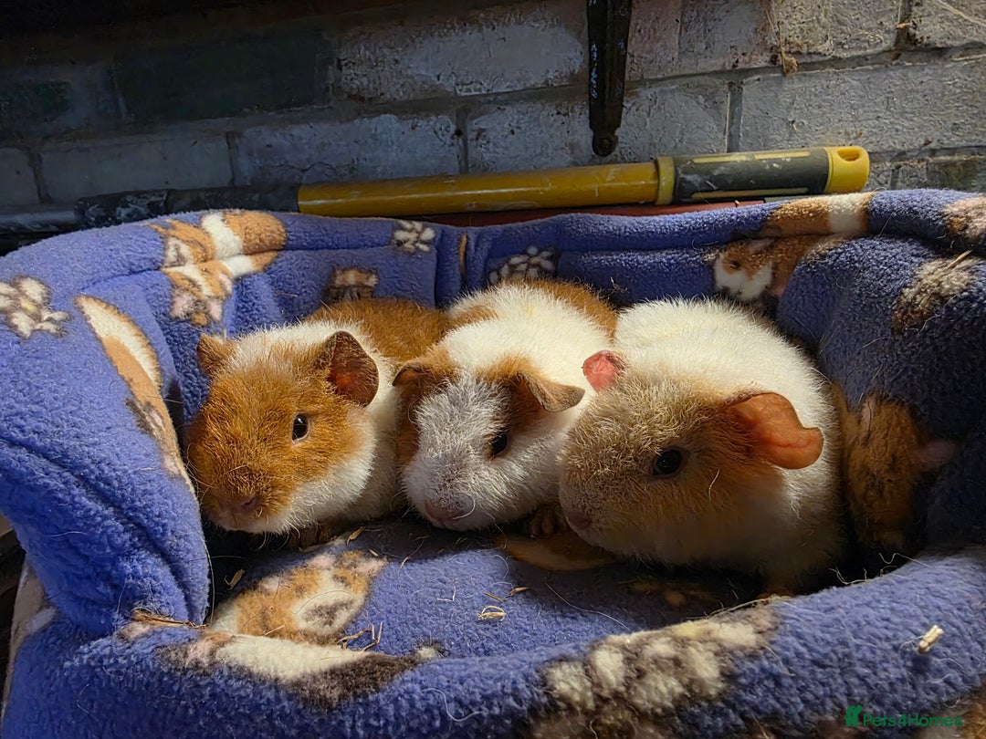 Guinea Pig rodents for sale: Teddy guinea pigs for sale Uxbridge  - Advert 1