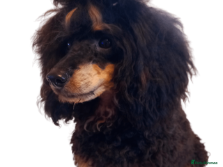 Cavapoo dogs in Manchester - Advert 3