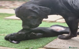 Labrador Retriever dogs for sale: Chunky black labrador girl available  - Image 7