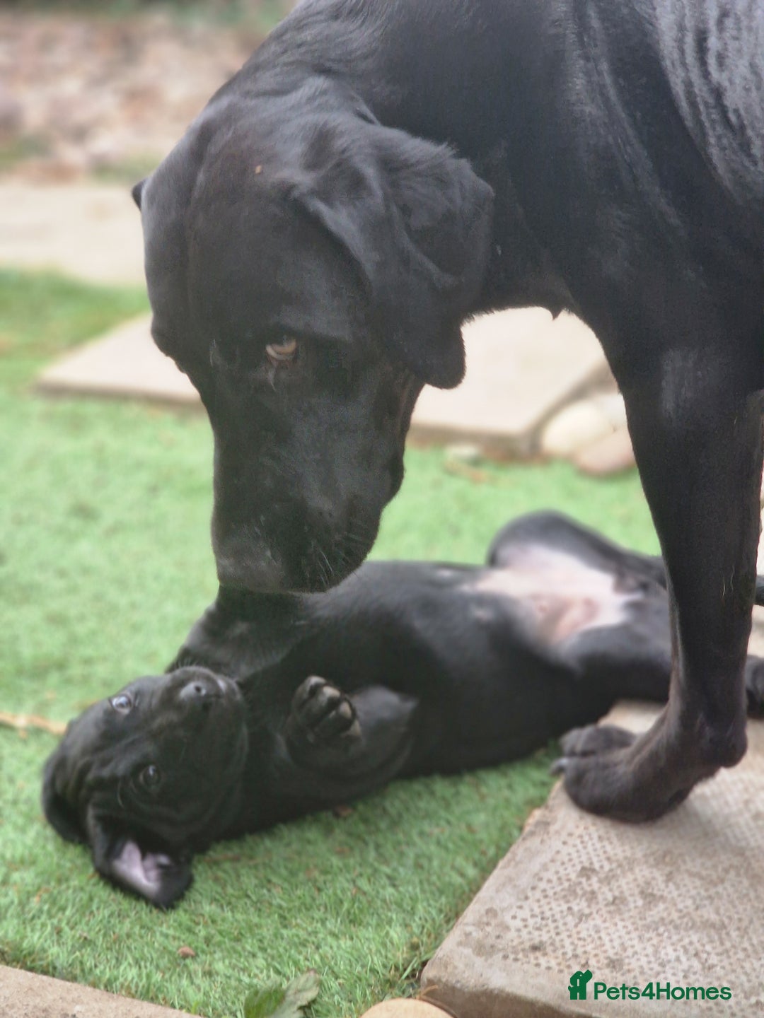 Labrador Retriever dogs for sale: Chunky black labrador girl available  - Image 7