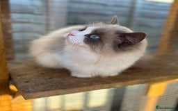 Ragdoll cats for sale: Tica registered blue bi colour boy ready now  - Image 7