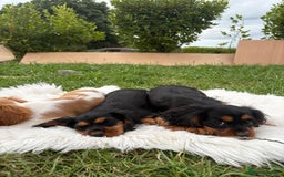 Cavalier King Charles Spaniel dogs for sale: Cavalier King Charles  - Image 15