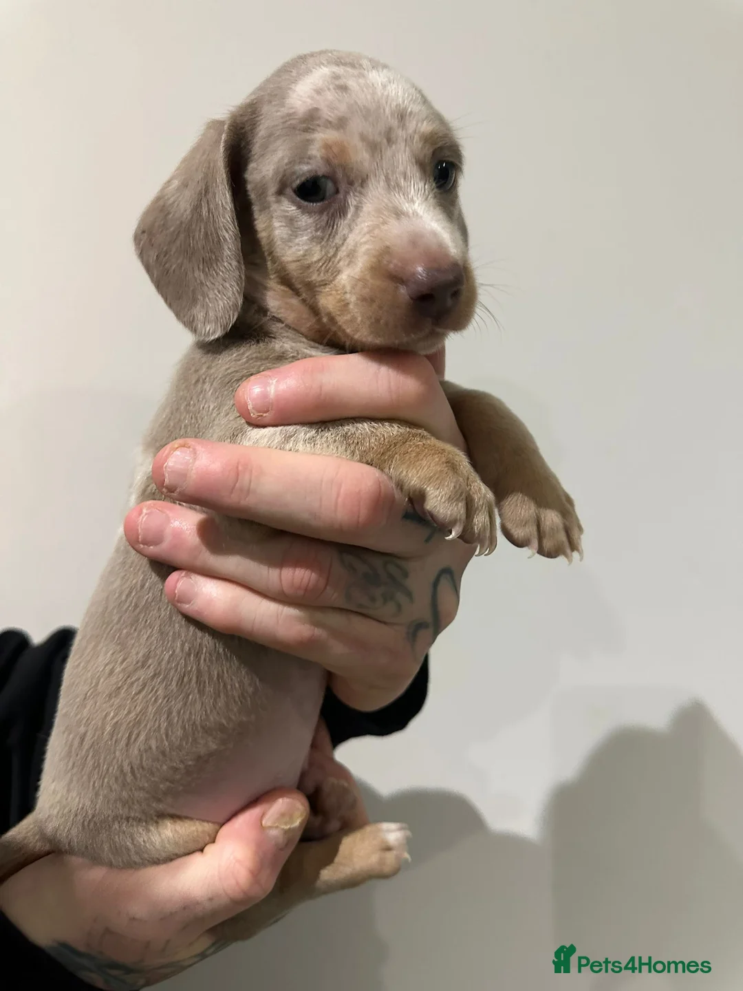 Miniature Dachshund dogs for sale: Mini dachshunds - Advert 14