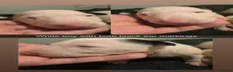 English Bull Terrier dogs for sale: KC REGISTERED ENGLISH BULL TERRIER PUPPIES  - Advert 5
