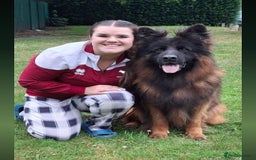 German Shepherd dogs for sale: TOP quality long coat puppies - Image 7