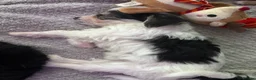 Mixed Breed dogs for sale: Chorkie pups  - Advert 10