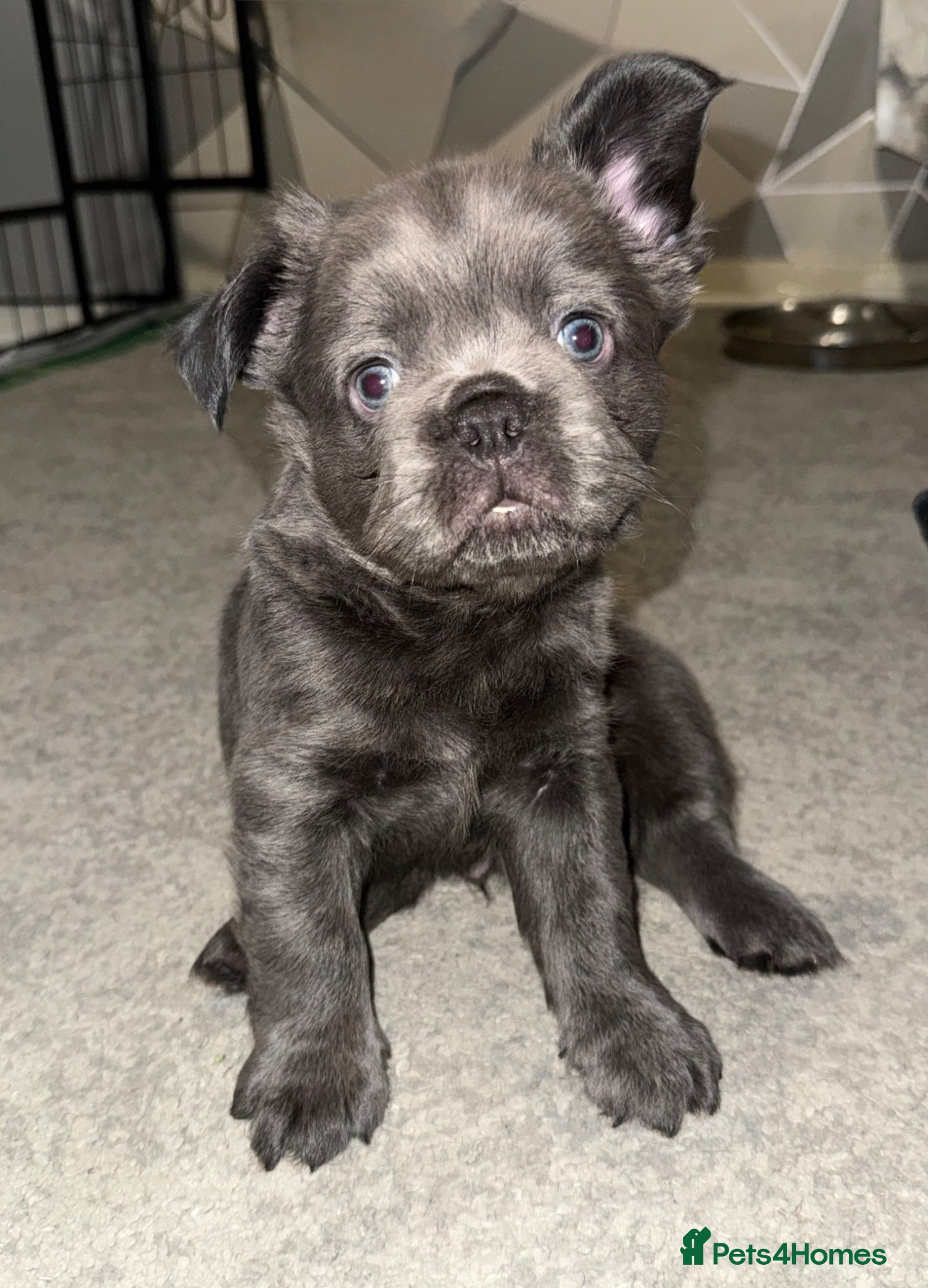 French Bulldog dogs Beautiful French Bulldog puppies fluffy type - Advert 2