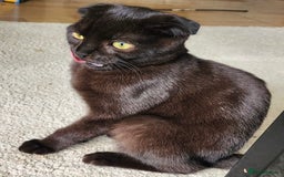 Scottish Fold cats for sale: 3 kittens - Image 5