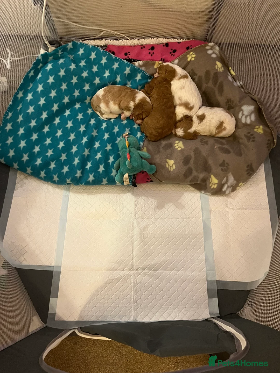 Cavapoo dogs for sale: cavapoo puppies  - Advert 10