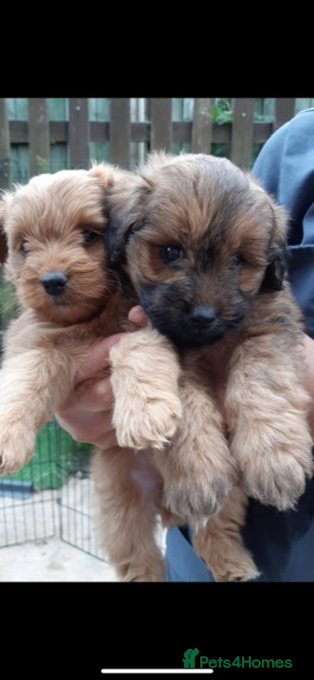 Toy Poodle dogs for stud: Extensively DNA Health Tested Deep Red Toy Poodle in Mansfield - Advert 15