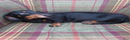 Miniature Dachshund dogs for sale: Black and Tan Miniature Dachshund Puppies 3 Boys - Advert 11