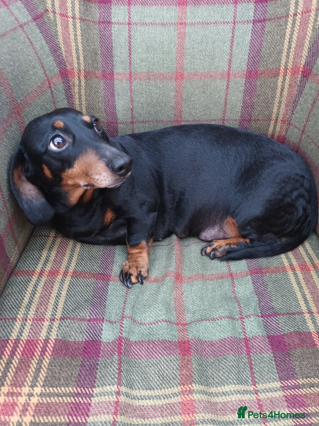 Miniature Dachshund dogs for sale: Black and Tan Miniature Dachshund Puppies 3 Boys - Advert 11