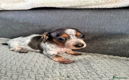 Miniature Dachshund dogs for sale: Miniature dachshund puppies - Image 6