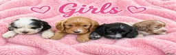 Cocker Spaniel dogs for sale: ⭐️⭐️Show type cocker spaniel puppies⭐️⭐️ - Advert 11