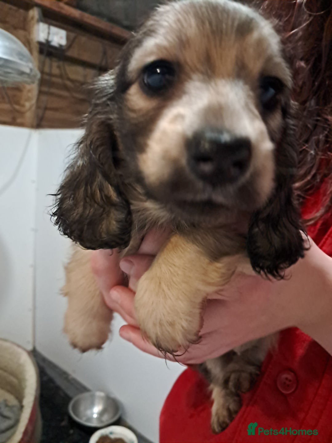 Miniature Dachshund dogs for sale: Minature long haired daschunds  - Advert 3