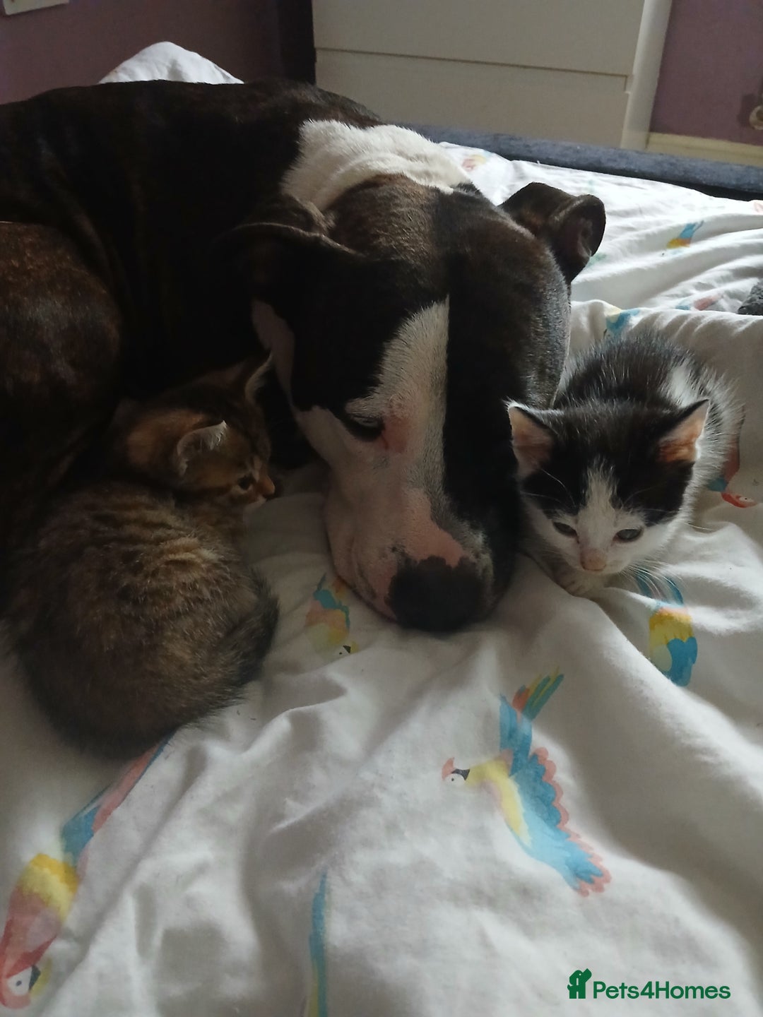 Mixed Breed cats for sale: 6 beautiful kittens - Image 4