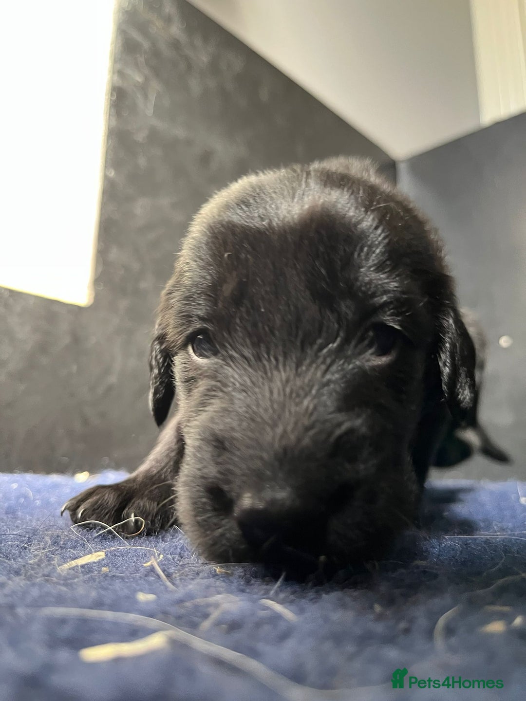 Flat coated Retriever dogs for sale: Superb Flatcoated Retrievers - Image 3