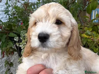 Cockapoo dogs REDUCED READY NOW F1 Cockapoos - Advert 3