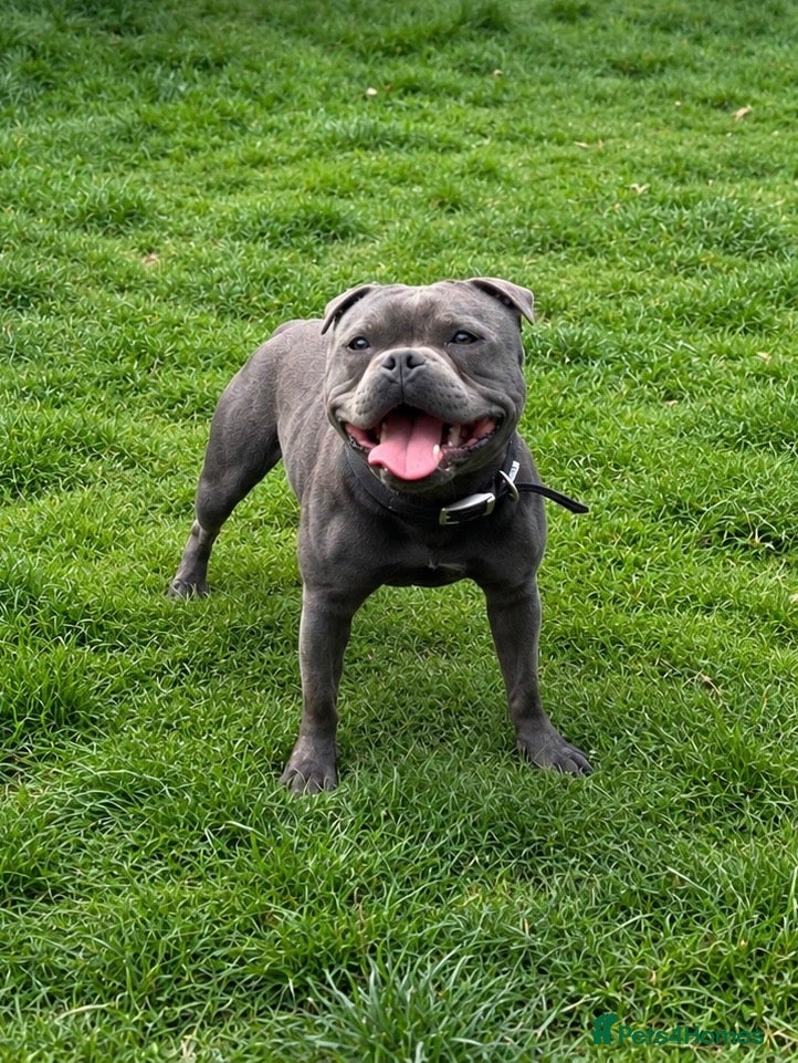 Staffordshire Bull Terrier dogs THE UK’S 🇬🇧 NEXT BEST BLUE STUD! 🐾  - Advert 1