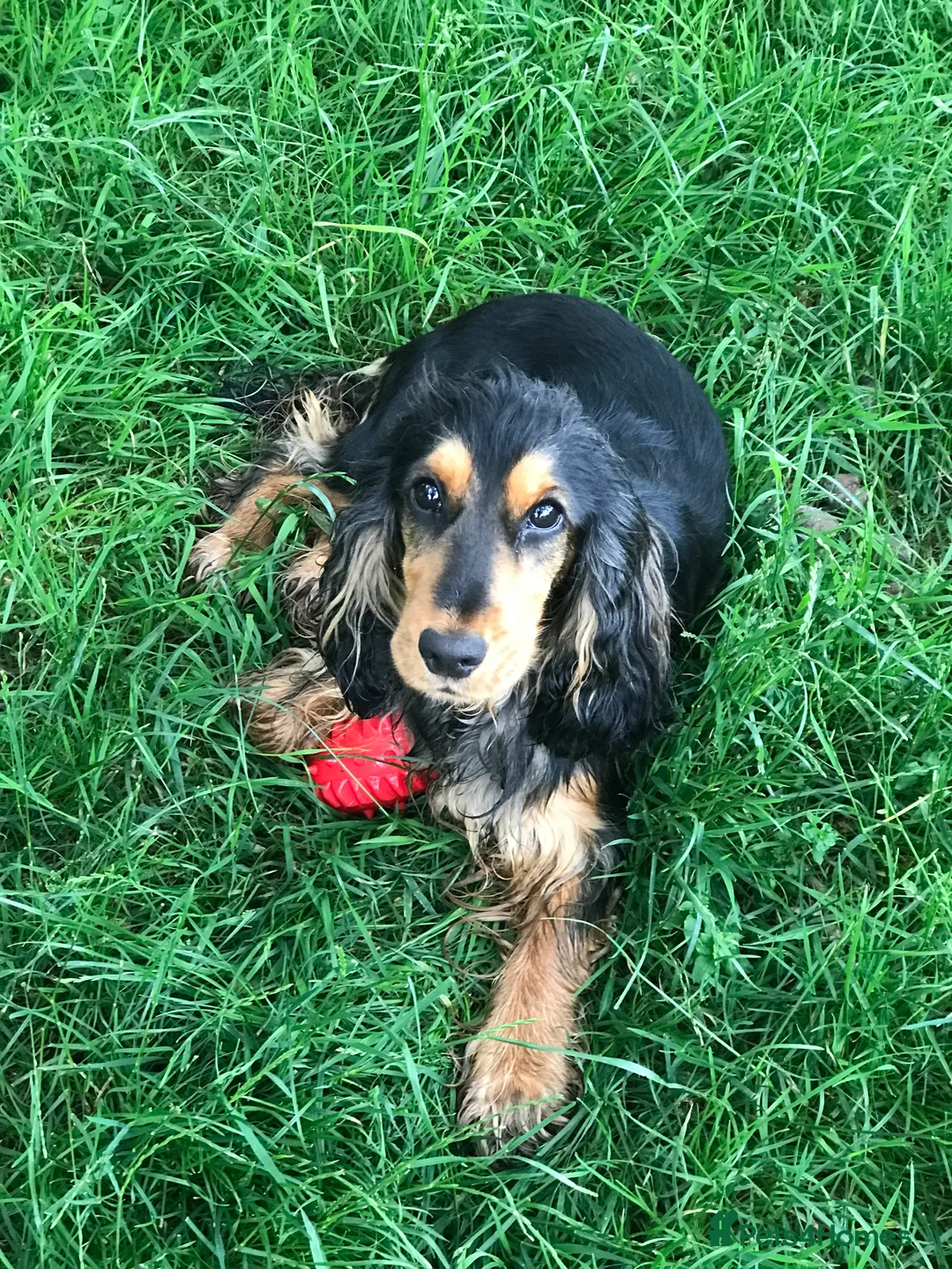 Cocker Spaniel dogs for sale: KC reg stunning quality show cocker spaniel pups  - Advert 25