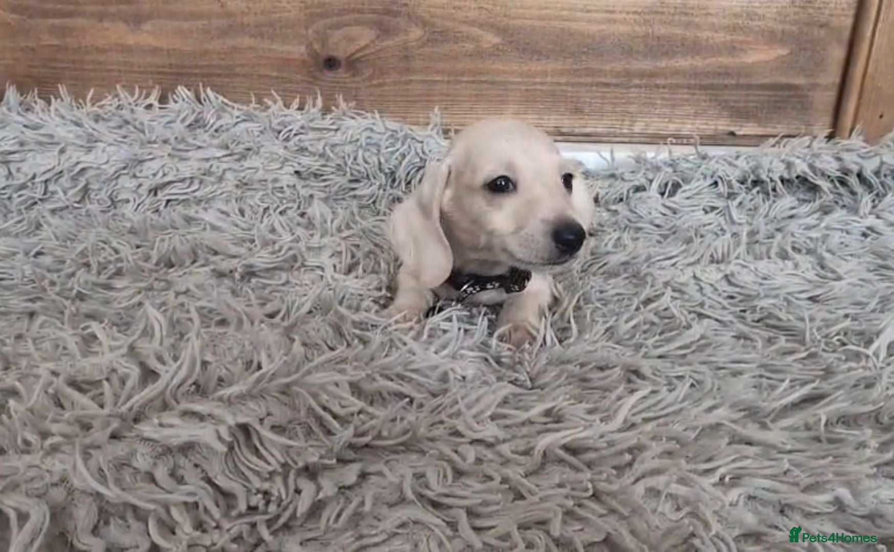 Miniature Dachshund dogs 🐾 Beautiful Miniature Dachshund Puppies 🐾 - Advert 1