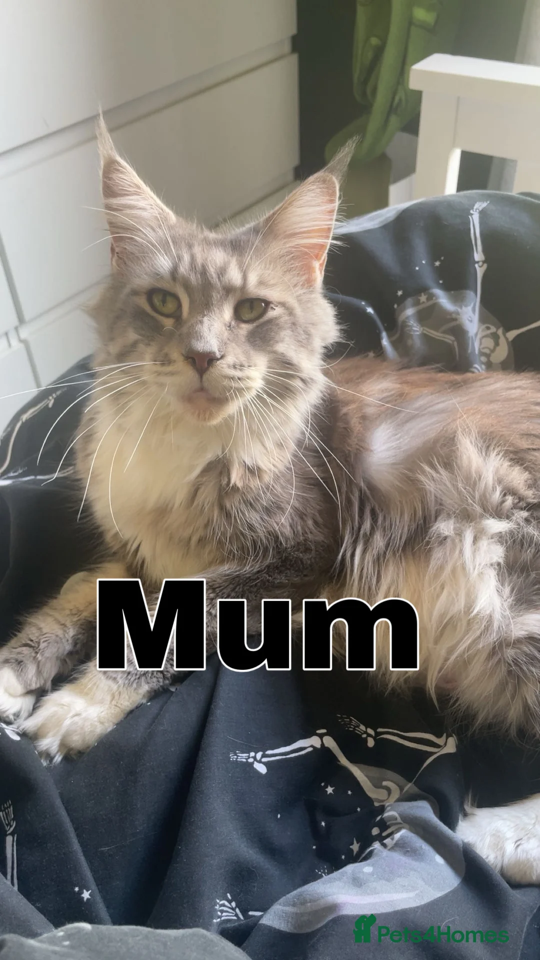Mixed Breed cats for sale: Mainecoon cross kittens  - Advert 1