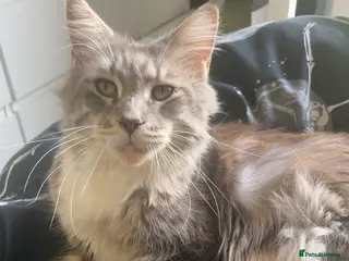 Mixed Breed cats Mainecoon cross kittens - Advert 1