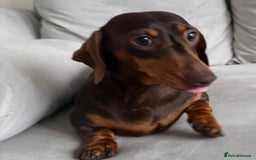 Miniature Dachshund dogs for sale: Beautiful lulu miniature dachshund  - Image 29