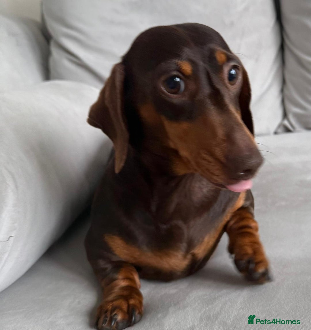 Miniature Dachshund dogs for sale: Beautiful lulu miniature dachshund  - Image 29