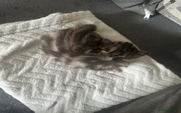 Mixed Breed cats for sale: Beautiful kittens  - Image 17