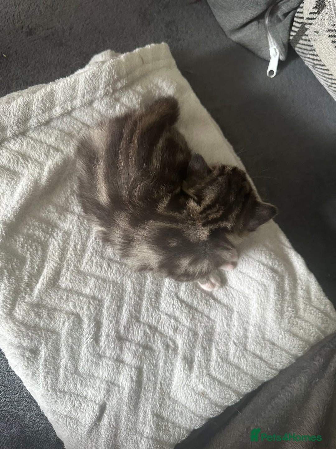 Mixed Breed cats for sale: Beautiful kittens  - Image 17