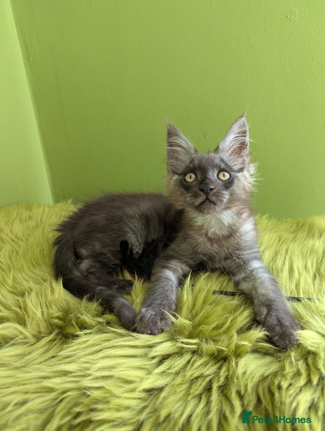 Maine Coon cats for sale: Beautiful Pedigree Maine Coon Kittens  - Image 4