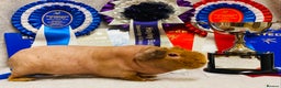 Guinea Pig rodents for sale: Skinny pig baby boy ready to reserve  - Advert 3