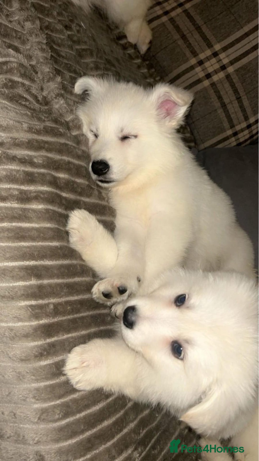 White Swiss Shepherd dogs for stud: Stunning KC WSS for stud  in Arundel - Image 13