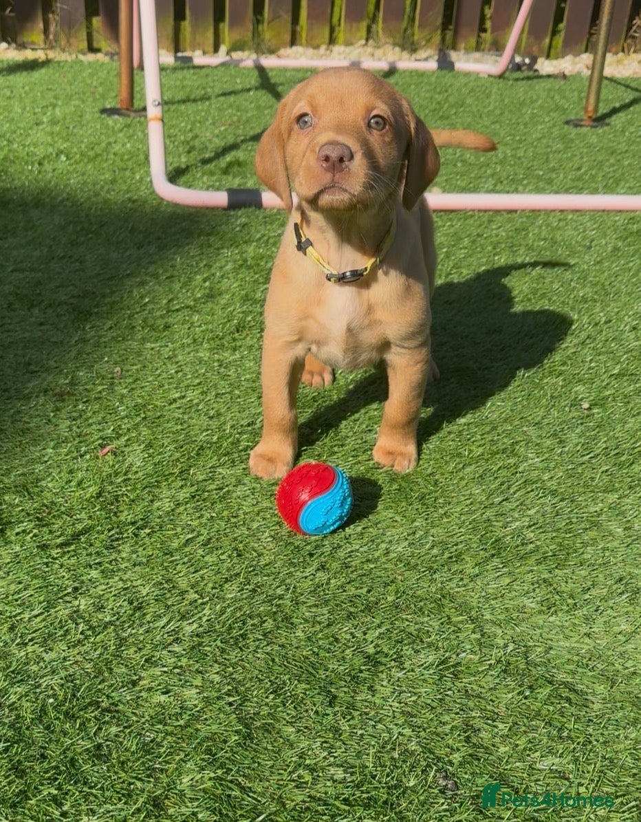 Labrador Retriever dogs Stunning fox red/yellow/white Labrador puppies - Advert 1