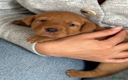 Labrador Retriever dogs for sale: Working Class Fox Red Labs  - Image 21