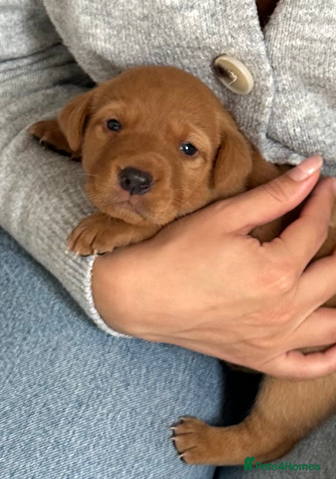 Labrador Retriever dogs for sale: Working Class Fox Red Labs  - Image 21