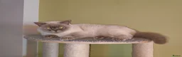 British Shorthair cats for sale: Lilac colourpoint  - Advert 4