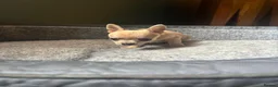 Chihuahua dogs for sale: Striking Blue Eyed Merle Chihuahua Baby Boy in Gateshead - Advert 8